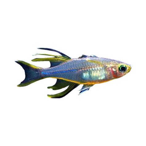 5 menit membaca oleh vera khairifah pada july 20, 2020. Jual Produk Ikan Hias Air Tawar Celebes Rainbow | Sikumis