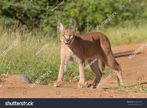 A Young Sub Adult Caracal Felis Caracal In South Africa Kruger Park