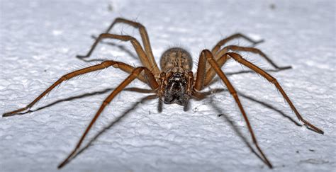 Blog Learn More About The Common Spiders Of Scottsdale