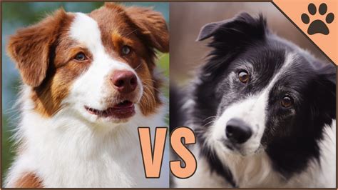 Border Collie Australian Shepherd Can You Spot The Differences Daily