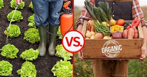 Why Organic Farming Is Appreciated More Than Non Organic Healthy And