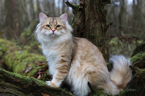 Adult Siberian Cats As A Pet For Adoption