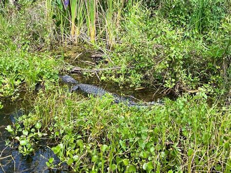 Everglades Swamp Tours Everglades Wildlife Management Area 2021 All
