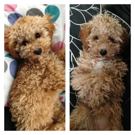 She cant wait to snuggle in your lap, but also loves play! Small brown curly haired cavalier x poodle mix dog missing ...