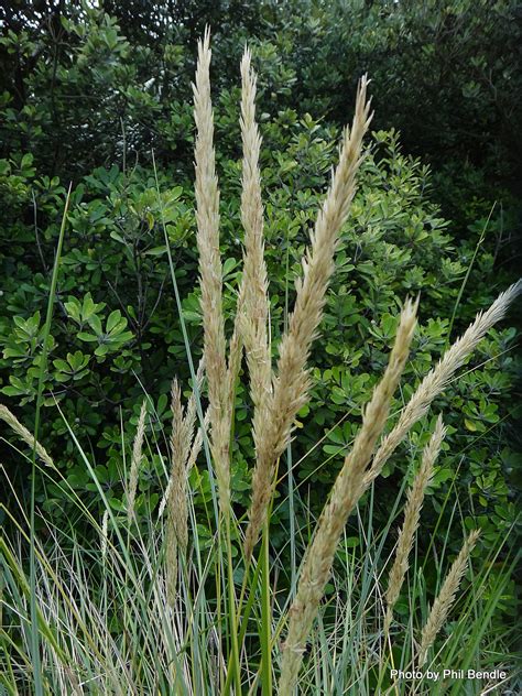 Phil Bendle Collectionammophila Arenaria Marram Grass Exotic Citscihub