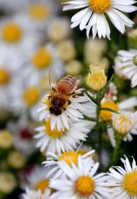 All of the flowers that attract bees mentioned today is guaranteed will attract bees right. Plant only flowers that attract honey bees...they won't ...