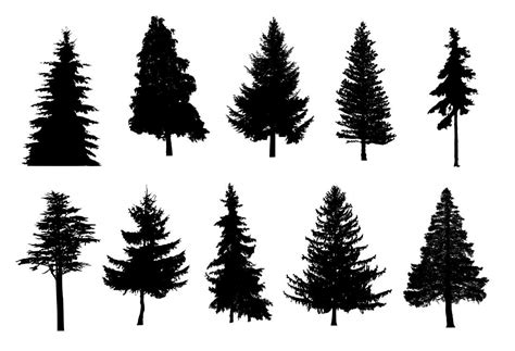 10 Pine Tree Silhouette (PNG Transparent) | OnlyGFX.com