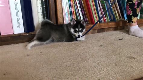 Puppy tax is not required! Athena - 10 week old Mini Pomsky puppy! 1 Blue Eye! - YouTube