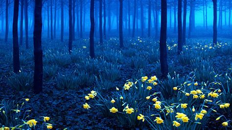 Black Forest Wallpapers Wallpaper Cave