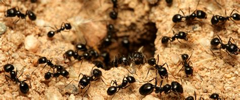Ants Fun Facts About Ants And Ant Information For Kids