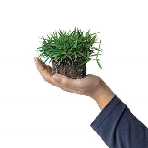 Helps air and fertilizer circulate properly in the soil. Empire Zoysia Sod Pods Grass Plugs | The Lawn Care Nut ...