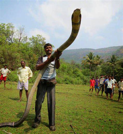 We did not find results for: 5 Fakta tentang Ular Cobra Terbesar di Dunia