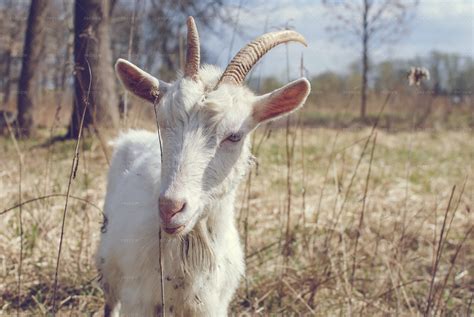 Goat With Horns Stock Photos Motion Array