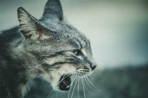 Hissing Cat 54ka Photo Blog