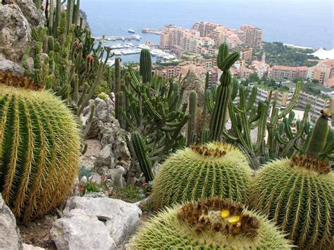 The principality of monaco is a tiny country on the mediterranean sea and surrounded by france , although the italian riviera lies a few kilometres farther east. Der exotische Garten von Monaco photo 3
