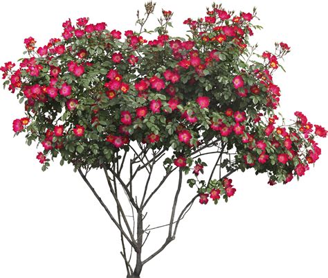 You can download 5354x4773 15 rose bushes png for free download on mbtskoudsalg for free. Bush PNG Image - PurePNG | Free transparent CC0 PNG Image ...