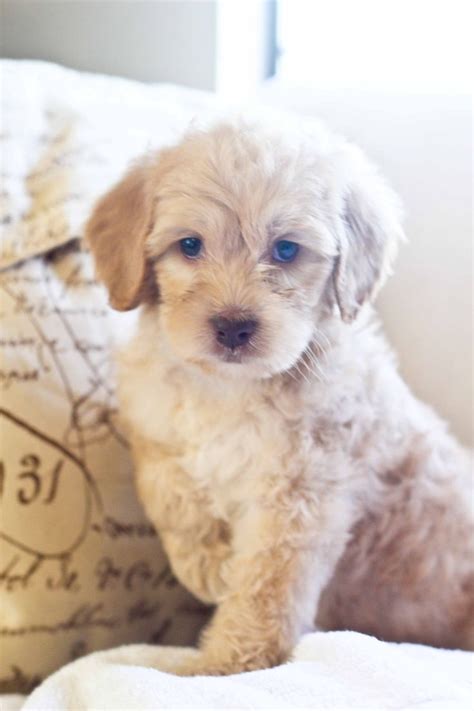 Australian labradoodle puppies make practically perfect family companions. "Dreamer" Cream Australian Labradoodle puppy available for ...