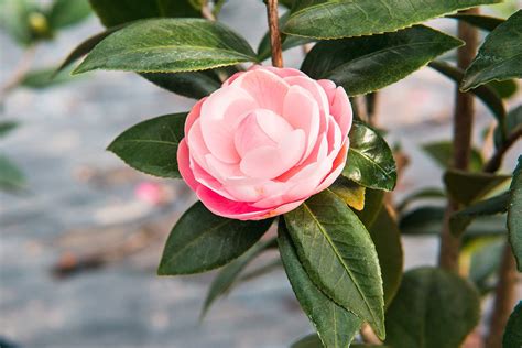 Pink Perfection Camellia For Sale Buy Camellias Online Perfect Plants