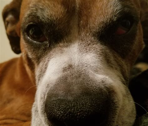 My 10 Year Old Boxer Has His Left Eye Drooping A Bit Wirh Redness He