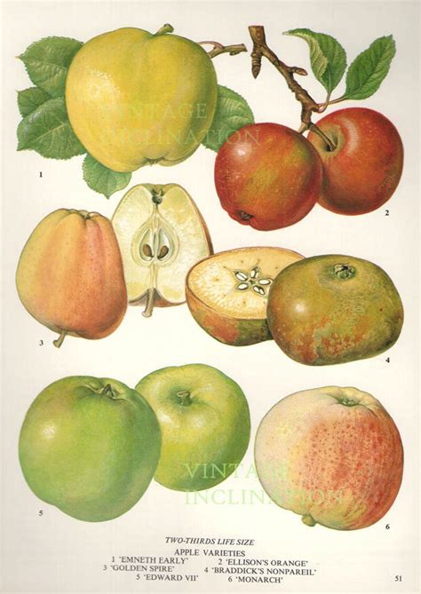 Vintage Botanical Print Antique Apple By Vintageinclination