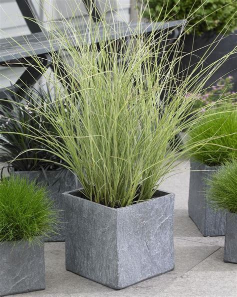 Inspiration 65 Of Ornamental Grasses In Planters