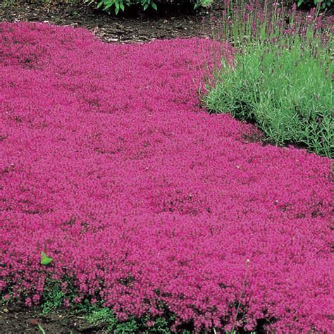 Excellent ground cover or filler between stepping stones, where it releases its fragrance when trodden on. Red Creeping Thyme | Wayside Gardens