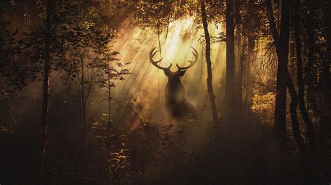 25 Deer In The Forest Wallpapers Wallpaperboat