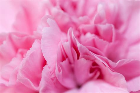 Carnation Free Stock Photo Public Domain Pictures Carnations