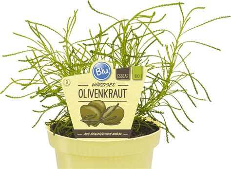 Verwendung in der küche steckt man ein zweiglein in mineralwasser aromatisiert es dieses mit einem unvergleichlichen geschmack nach cola. Olivenkraut - Blu - Kräuter & Gemüse - So gesund kann ...