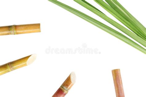 Sugar Cane Sugar Cane Leaves Isolated On White Background And Copy