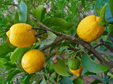 Lemon Citrus X Limon Fruits Feedipedia