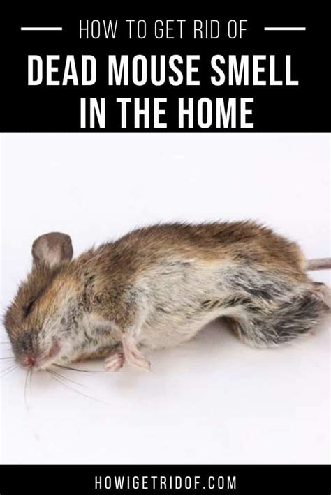 How To Get Rid Of Dead Mouse Smell In Your House How I Get Rid Of