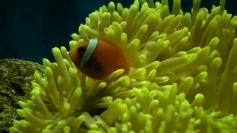 Sea Anemone And Clownfish Youtube