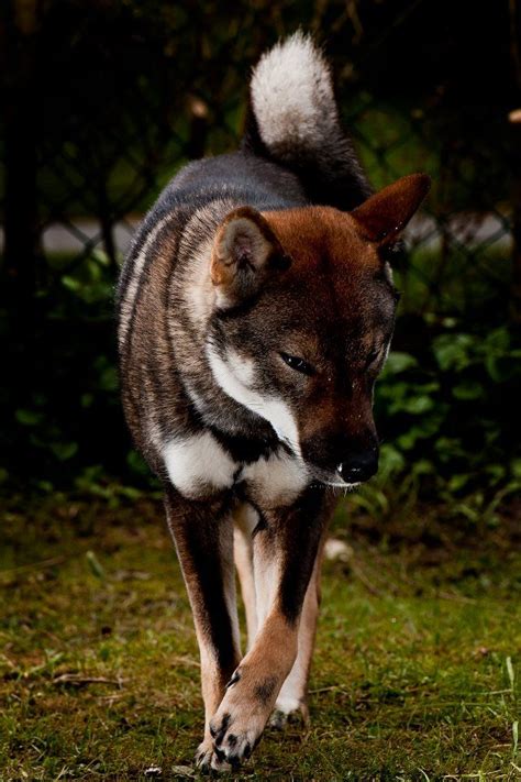Shikoku Dog Breeds Japanese Dogs Cute Animals