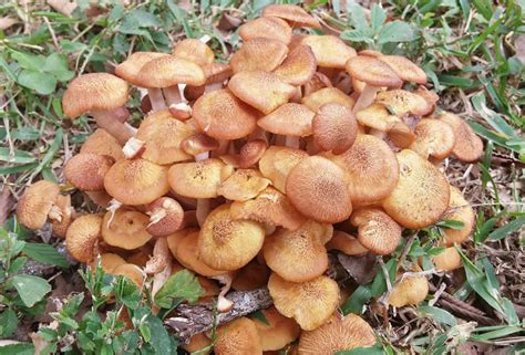 Honey Mushrooms A Type Of Edible Mushroom Wsmbmp