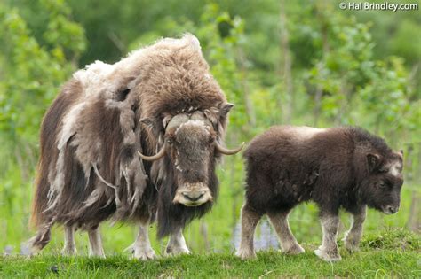 Incredible Musk Ox Facts Travel For Widlife