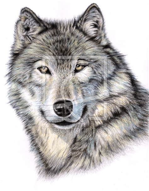 Gerade Gefunden Auf Fineartprintde Animal Drawings Wolf