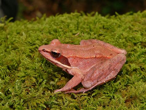 Wood Frog Life List Blog Posts