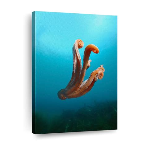 Giant Pacific Octopus Wall Art Photography