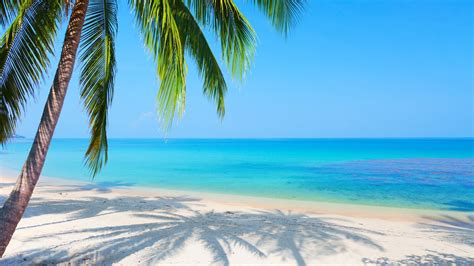 Palm Tree Beach Wallpapers Top Free Palm Tree Beach Backgrounds