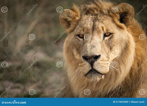 Beautiful And Majestic Male African Lion King Of The Jungle Mighty