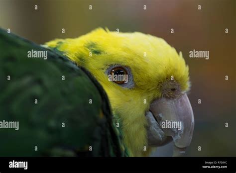 Green And Yellow Budgie High Resolution Stock Photography And Images
