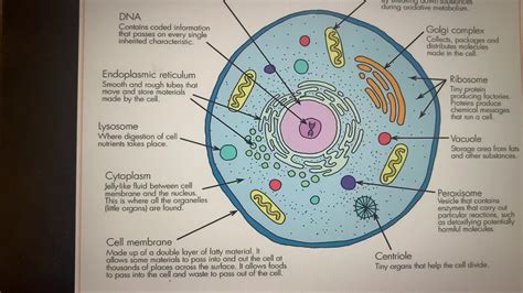 Animal Cell Organelles And Their Functions Gambaran
