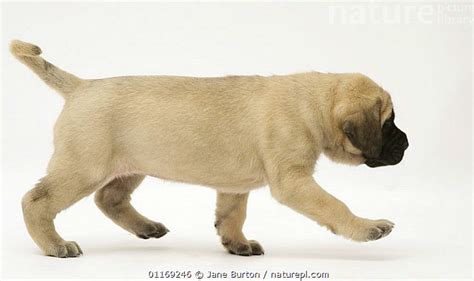 Stock Photo Of Fawn English Mastiff Pup Walking Available For Sale On
