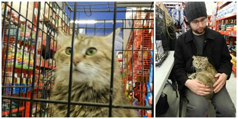 Meoowzresq holds adoption events with kitten and cat adoptions at several locations. Visitors: Mom & Dad in Oak Park (plus meet my newest ...