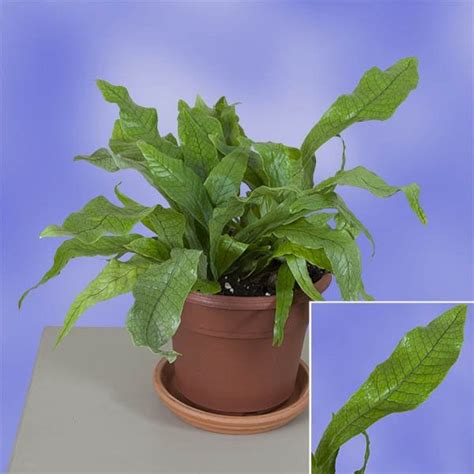 Maidenhair ferns can be difficult to keep healthy indoors, as they're quite particular about their growing conditions. Crocodile Fern (Microsorum musifolium 'Crocodyllus ...