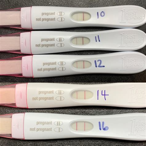 Update Frer Progression 10 16 Dpo And The Beginning Of A Dye Stealer