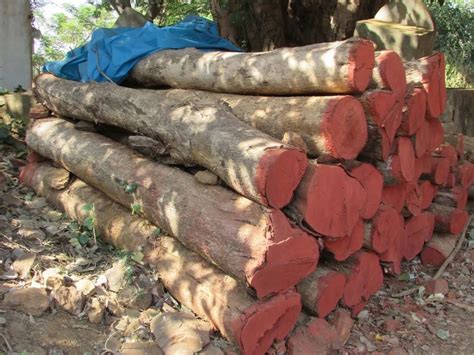 Teak Wood Logs At Rs 3500cubic Feet Teak Logs In Bengaluru Id 13923843373