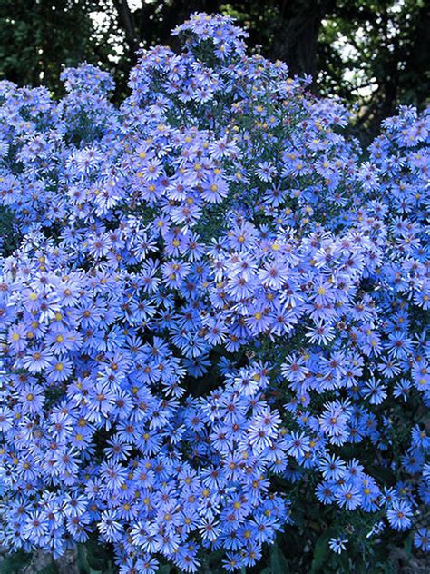 Add Cheer To Autumn Gardens With Colorful Asters Gardening
