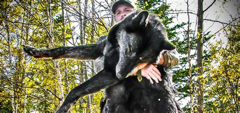 Wolf Hunts Hunt Rogue Alberta Canada Hunting Outfitters